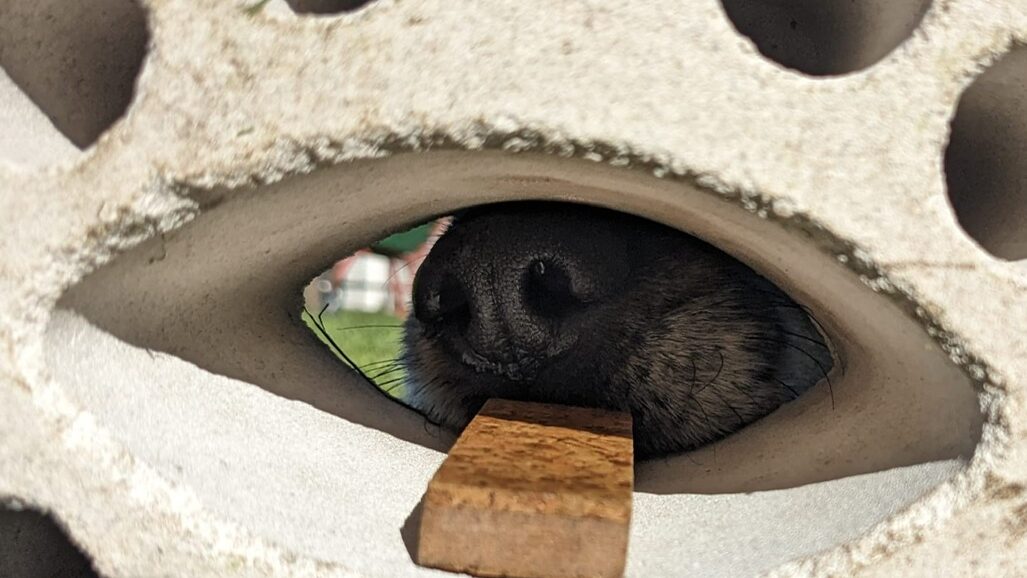 SpürHundSport – SHS