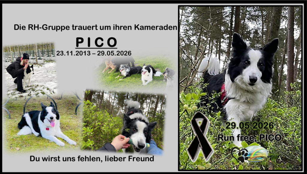 Rettungshunde Sport